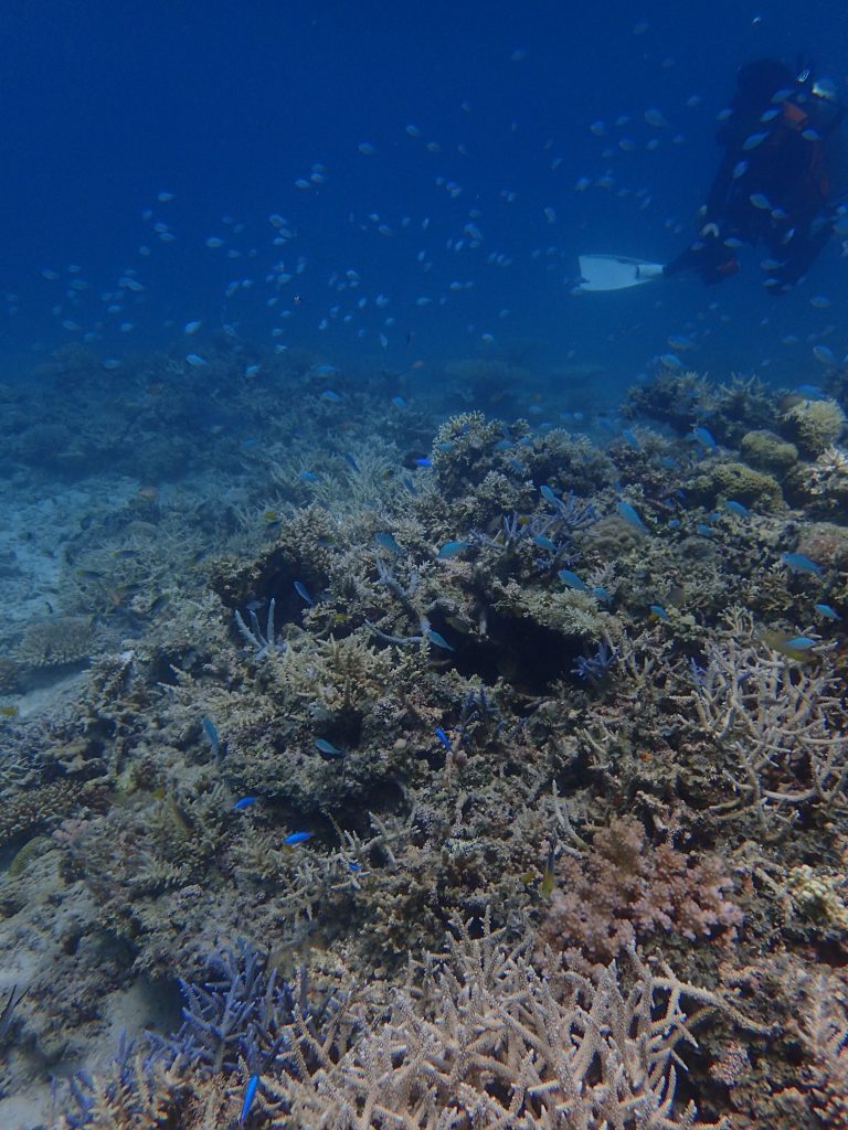 西表浅瀬のサンゴ