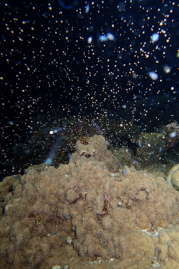 coral spawn iriomote