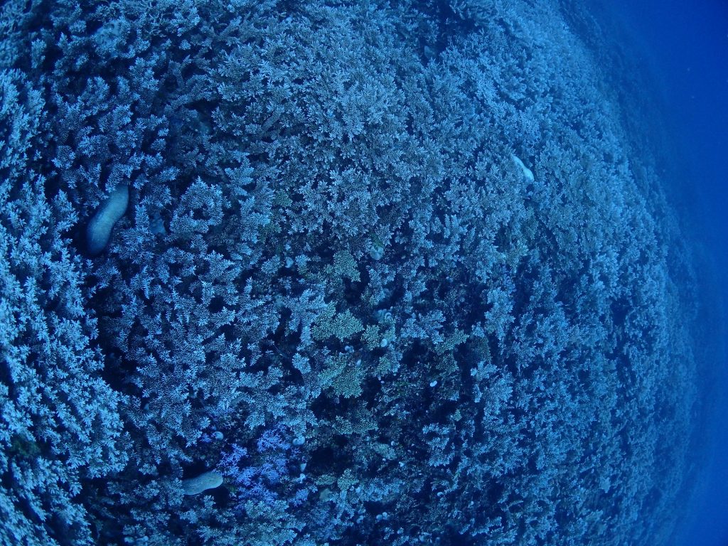 極上のサンゴ礁