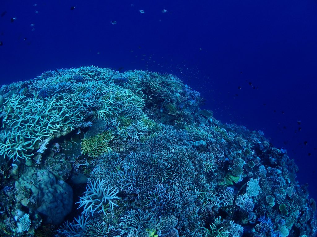 西表サンゴのリーフ網取