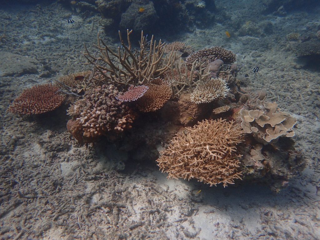 西表の多様なサンゴ