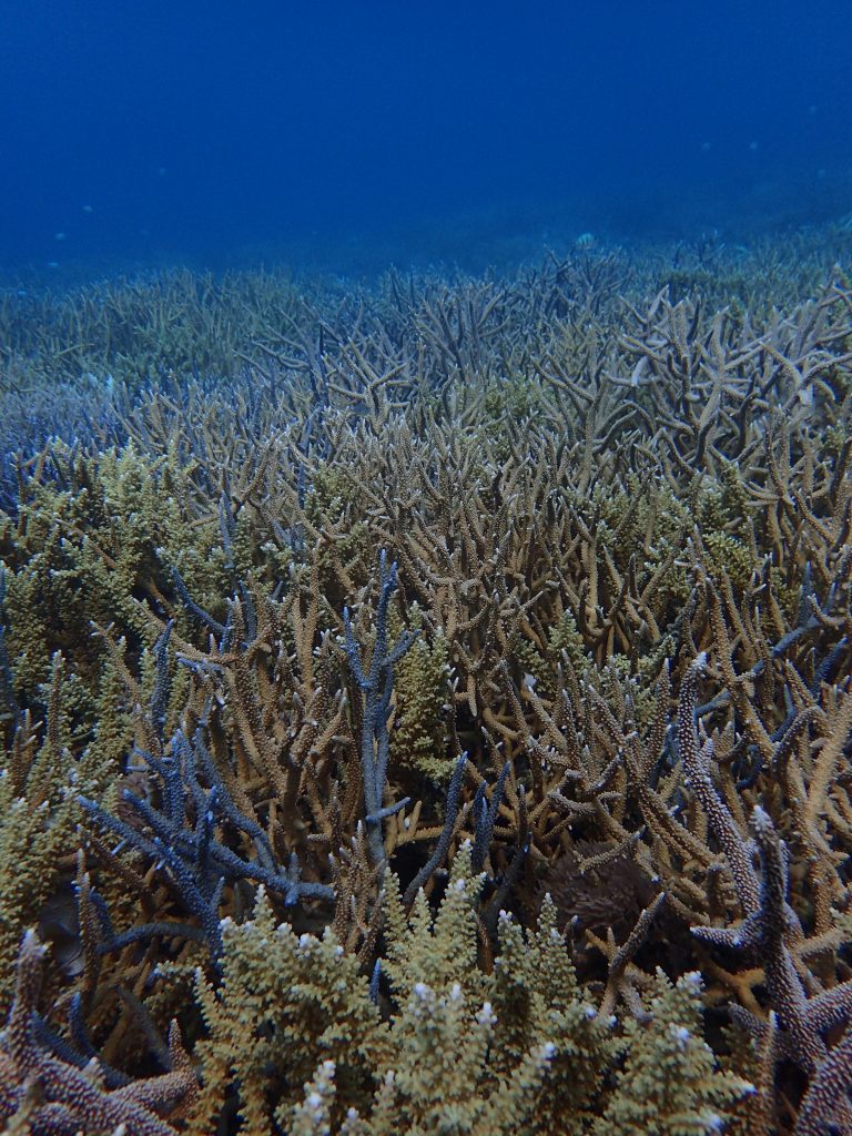 西表島　樹海のサンゴ
