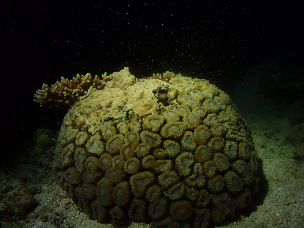 2021 サンゴ産卵予想