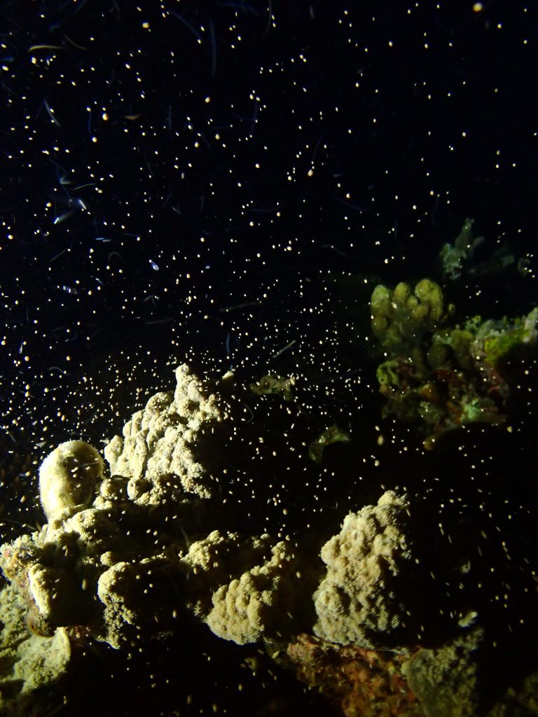 サンゴ産卵　西表ナイト