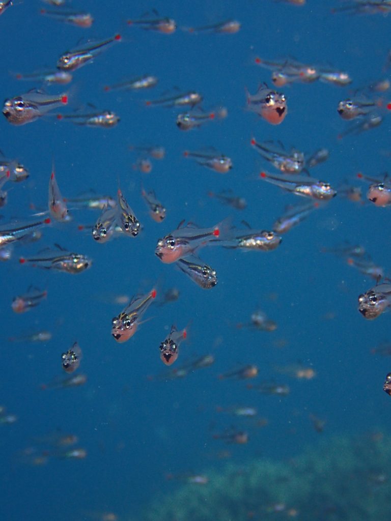西表の魚　生態　ネオンテンジクダイ口内保育