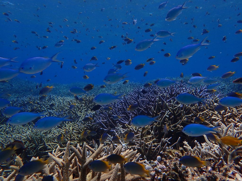 サンゴとスズメダイがいっぱいの海