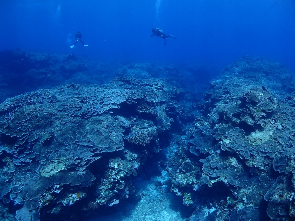 西表サンゴの海を潜る