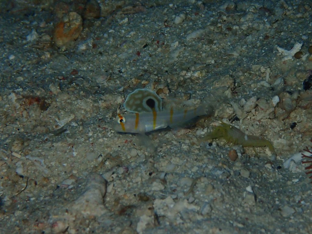 ニチリンダテハゼ幼魚のいる西表島