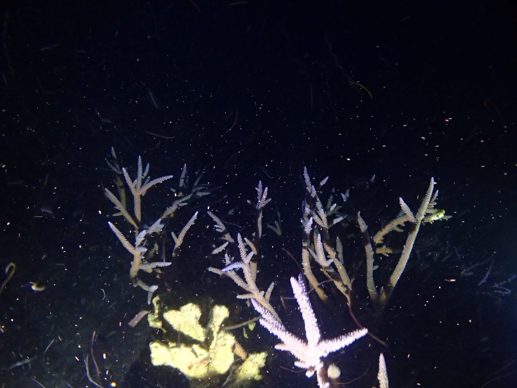 枝サンゴの一斉産卵