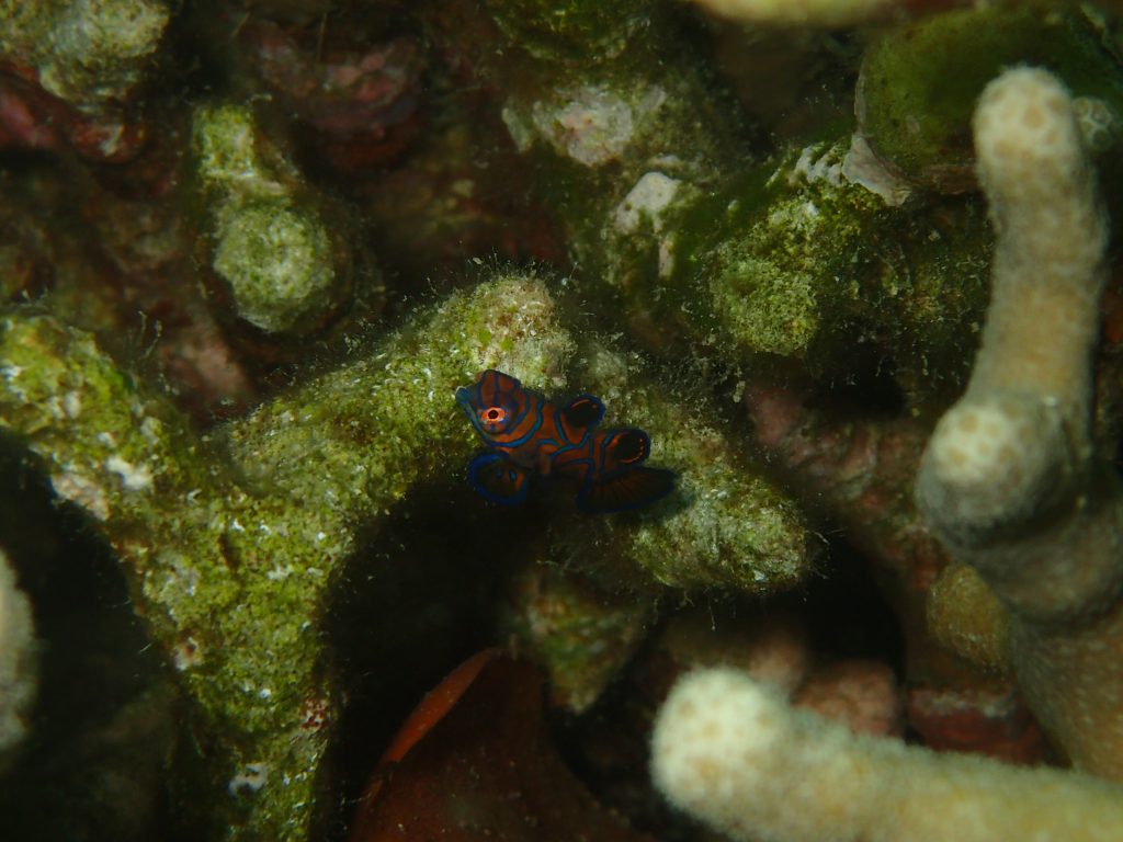西表島でニシキテグリの幼魚