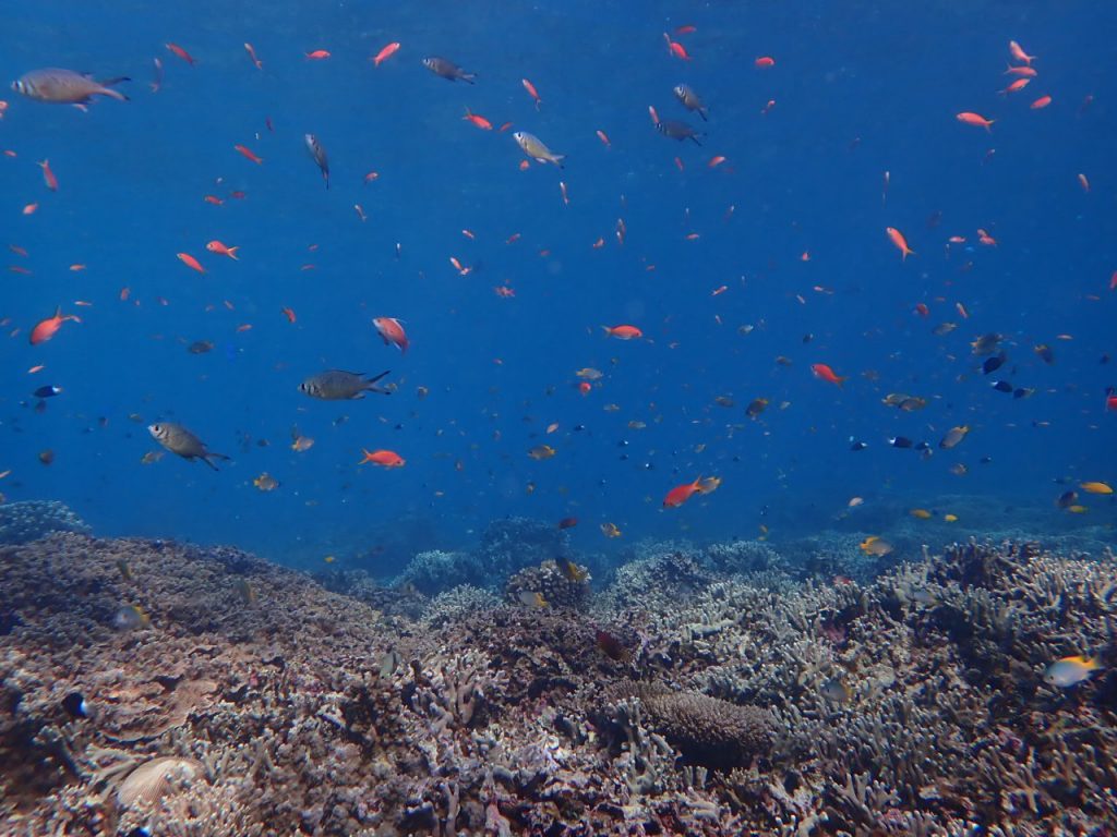 多様な魚の集まる海