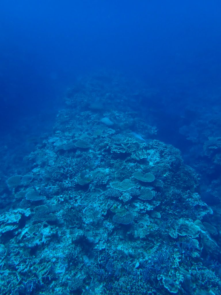 サンゴの楽園　西表島