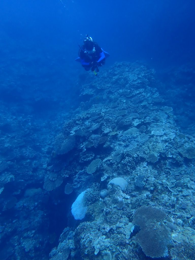 サンゴの海を楽しむダイビング