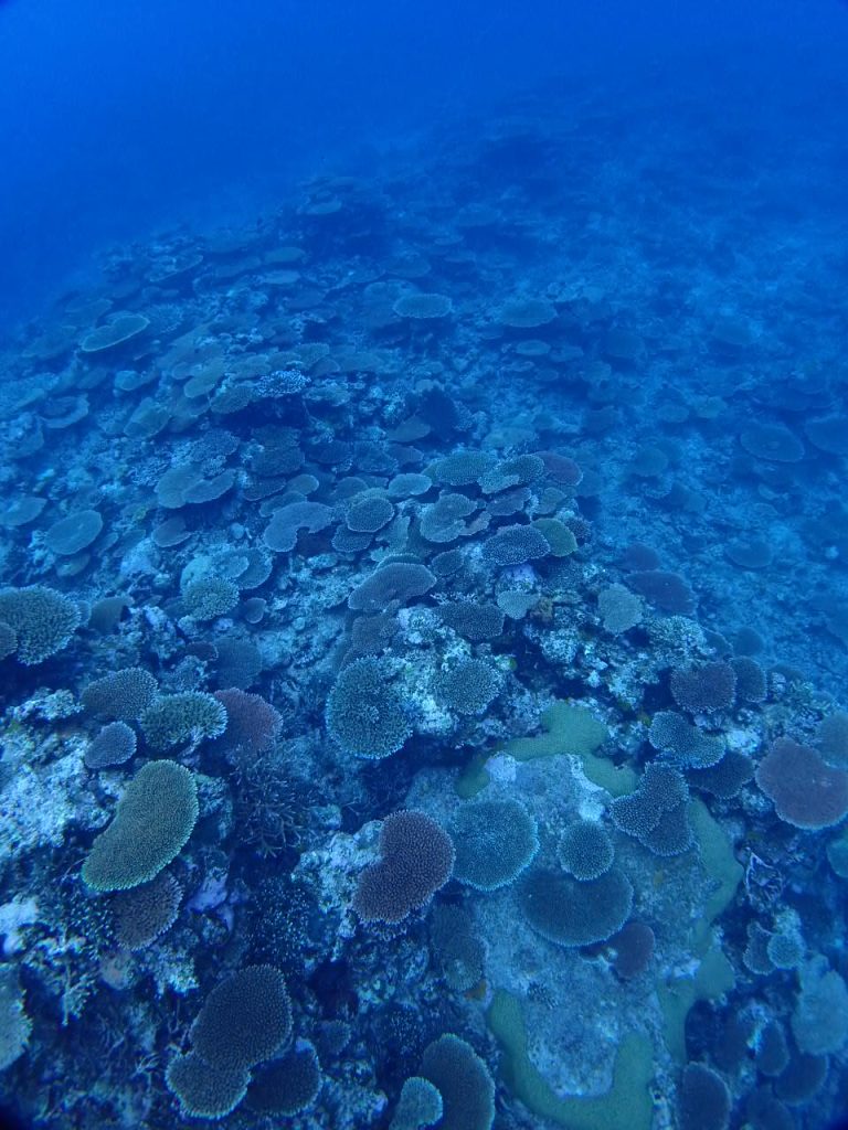 海底にサンゴがいっぱい