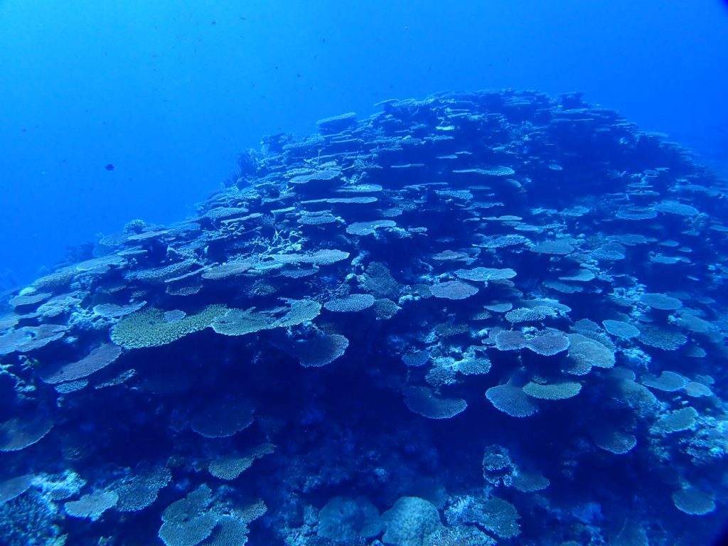 西表島のサンゴの成長
