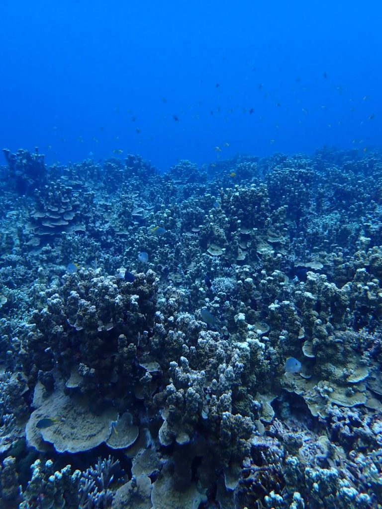サンゴの海　西表 パラオハマサンゴ 