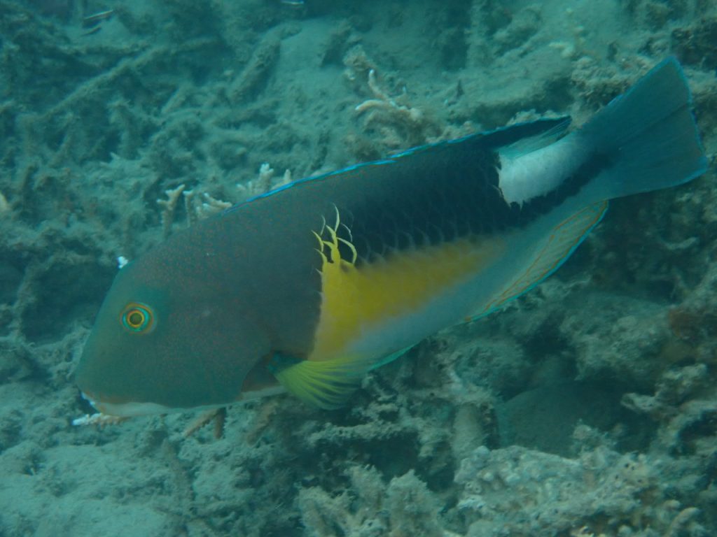西表の魚　クサビベラ